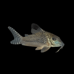 Black Top Corydoras Acutus 4cm Catfish