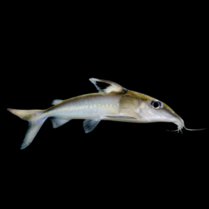 Black Top Mouse Catfish Hassar Orestis 10cm