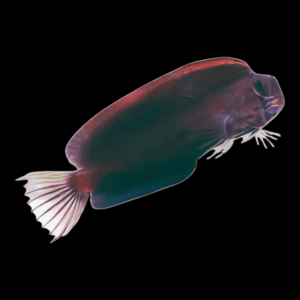 Black Widow Combtooth Sailfin Blenny Altosalarius Fasciatus