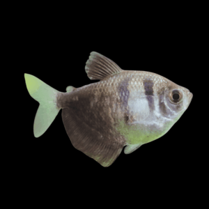 Black Widow Tetra Gymnocorymbus Ternetzi 2cm