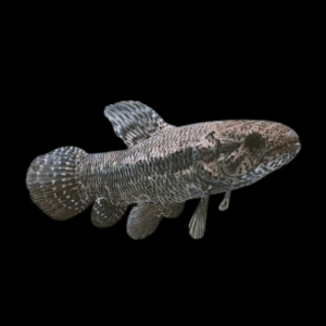 Black Wolf Fish Hoplias Curupira 8cm