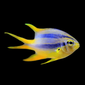 Black and Gold Damsel Chromis Neoglyphidodon Nigroris