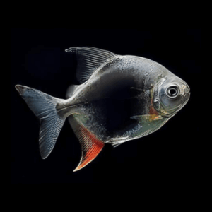 Blackberry Silver Dollar Myleus Schomburkii 5cm