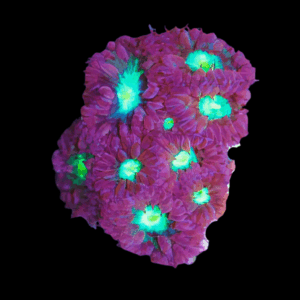 Blastomussa Big Pipe Hard Coral Blastomussa Merletti