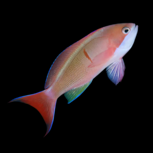 Bleeding Heart Anthias Pseudanthias Cooperi
