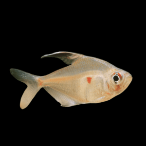 Bleeding Heart Tetra Hyphessobrycon Erythrostigma 2cm