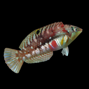 Bleeding Heart Wrasse Halichoeres Margaritaceus