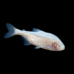 Blind Cave Fish Tetra Astyanax Mexicanus 5cm