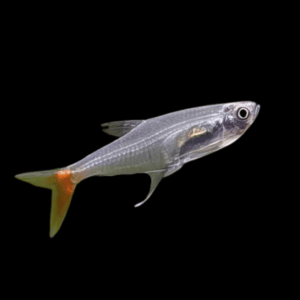 Bloodfin Tetra Aphyocharax Anisitsi 2cm
