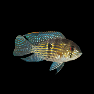Blue Acara Cichlid Andinoacara Pulcher 5cm