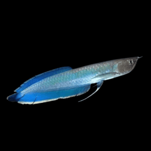 Blue Arowana Osteoglossum Ferrari 20cm