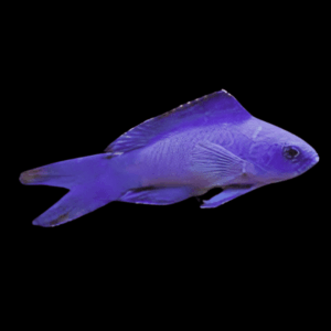 Blue Assessor Basslet Assessor Macneilli