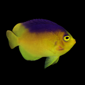 Blue Back Dwarf Angelfish Centropyge Colini