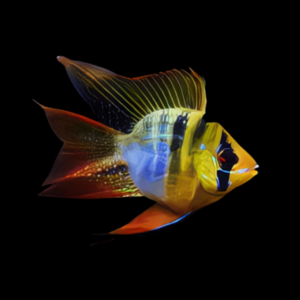 Blue Balloon Ram Mikrogeophagus Ramirezi 4cm
