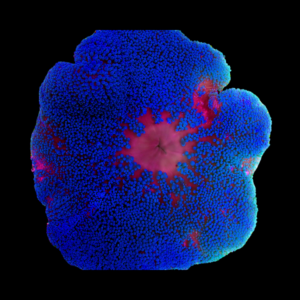 Blue Carpet Anemone Stichodaqctyla Haddoni