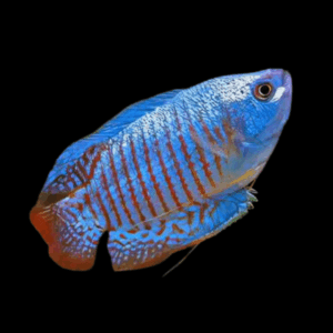Blue Dwarf Gourami Trichogaster Lalius 5cm
