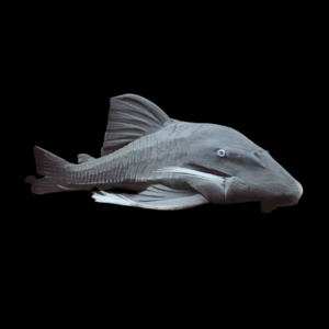 Blue Eyed Pleco Panaque Cochliodon Suttoni 20cm