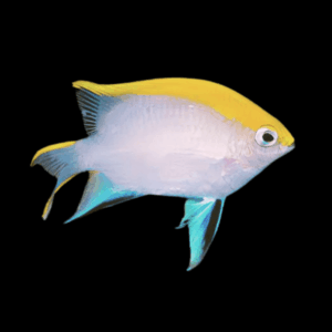 Blue Fin Damsel Chromis Neoglyphidodon Melas