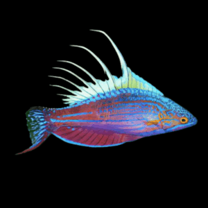 Blue Flasher Fairy Wrasse Paracheilinus Cyaneus