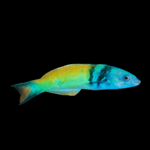 Blue Head Wrasse Thalassoma Bifasciatum
