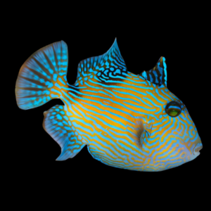 Blue Jigsaw Trigger Fish Pseudobalistes Fuscus