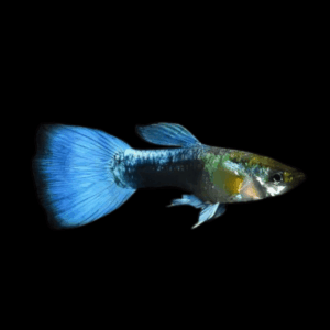 Blue Metallic Male Guppy Poecilia Reticulata 3cm