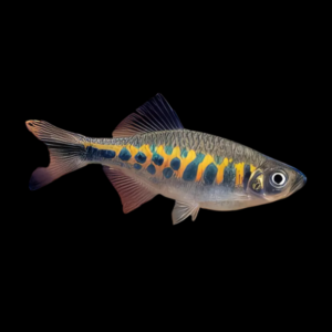 Blue Moon Danio Devario Xyrops 3cm