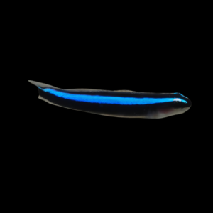 Blue Neon Goby Elacatinus Oceanops