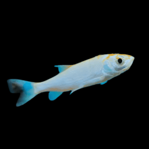 10 x Blue Orfe Leuciscus Idus