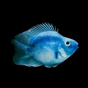 Blue Baby Parrot Fish Hybrid Amphilophus citrinellus × Vieja melanurus 3cm
