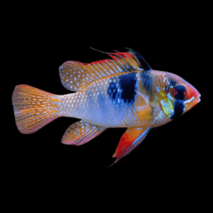 Blue Ram Mikrogeophagus Ramirezi 3cm