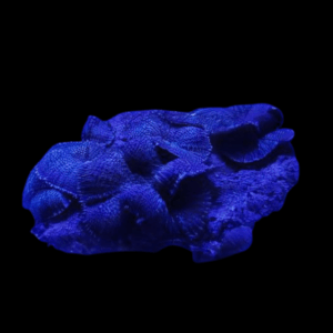 Blue Mushroom Coral Frag Rhodactis Sp
