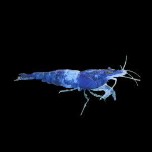 Blue Rili Shrimp Neocaridina 2cm