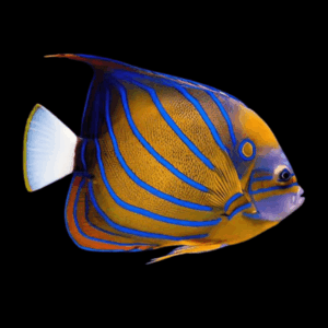 Blue Ring Angelfish Pomacanthus Annularis