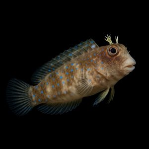 Blue Spot Blennie Salarias Guttatus