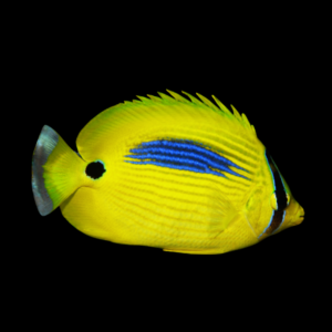 Blue Spot Butterfly Fish Chaetodon Plebeiu