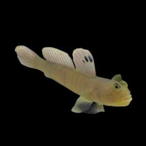 Blue Spot Goby Cryptocentrus Pavoninoides