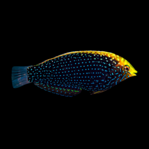 Blue Spot Leopard Wrasse Macropharyngodon Cyanoguttatus