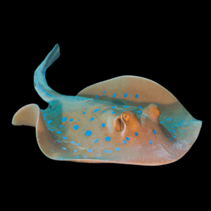 Blue Spotted Stingray Taeniura Lymma