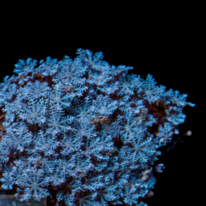 Blue Star Coral Polyp Anthella Sp