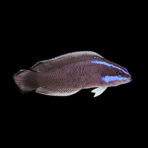Blue Streak Pygmy Basslet Pseudochromis Springeri