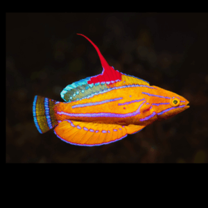 Blue Stripe Flasher Fairy Wrasse Paracheilinus Mccoskeri