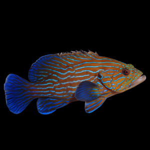 Blue Stripe Grouper Cephalopholis Formosa