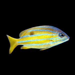 Blue Stripe Snapper Lutjanus Kasmira