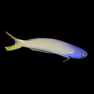 Blue Throat Tile Goby Hoplolatilus Starcki