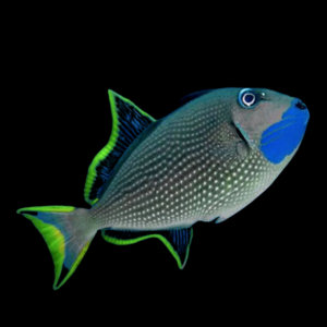 Blue Throat Trigger Fish Xanthichthys Auromarginatus