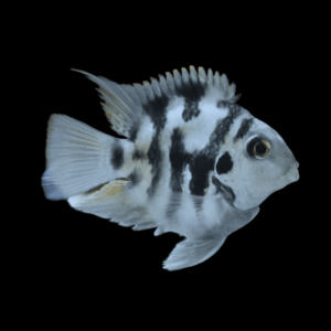 Blue Tiger Polar Parrot Fish Amatitlania x Cichlasoma Nigrofasciatus 4cm