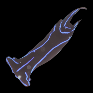 Blue Velvet Nudibranch Chelidonura Varians