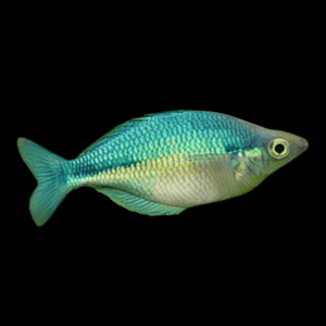 A1 Rainbow 30 x Rainbow Fish Turquoise Blue Melanotaenia Lacustris 5cm