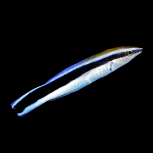 Bluestreak Bicolor Cleaner Wrasse Labroides Bicolor